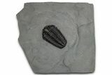 Calymene Niagarensis Trilobite Fossil - New York #357096-1